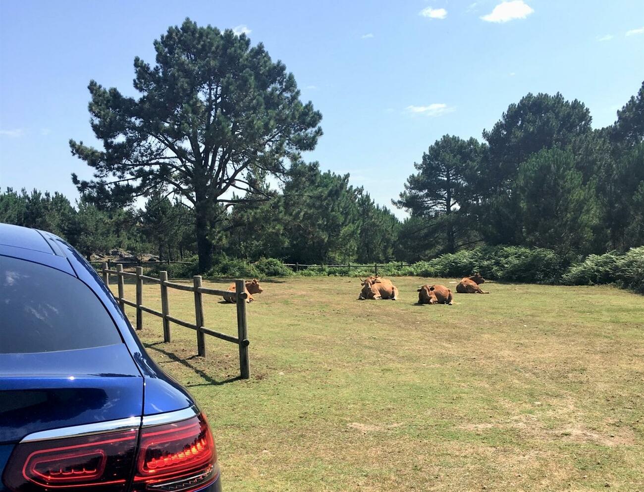 Ruta a la cuna del Albariño / ANA MONTENEGRO