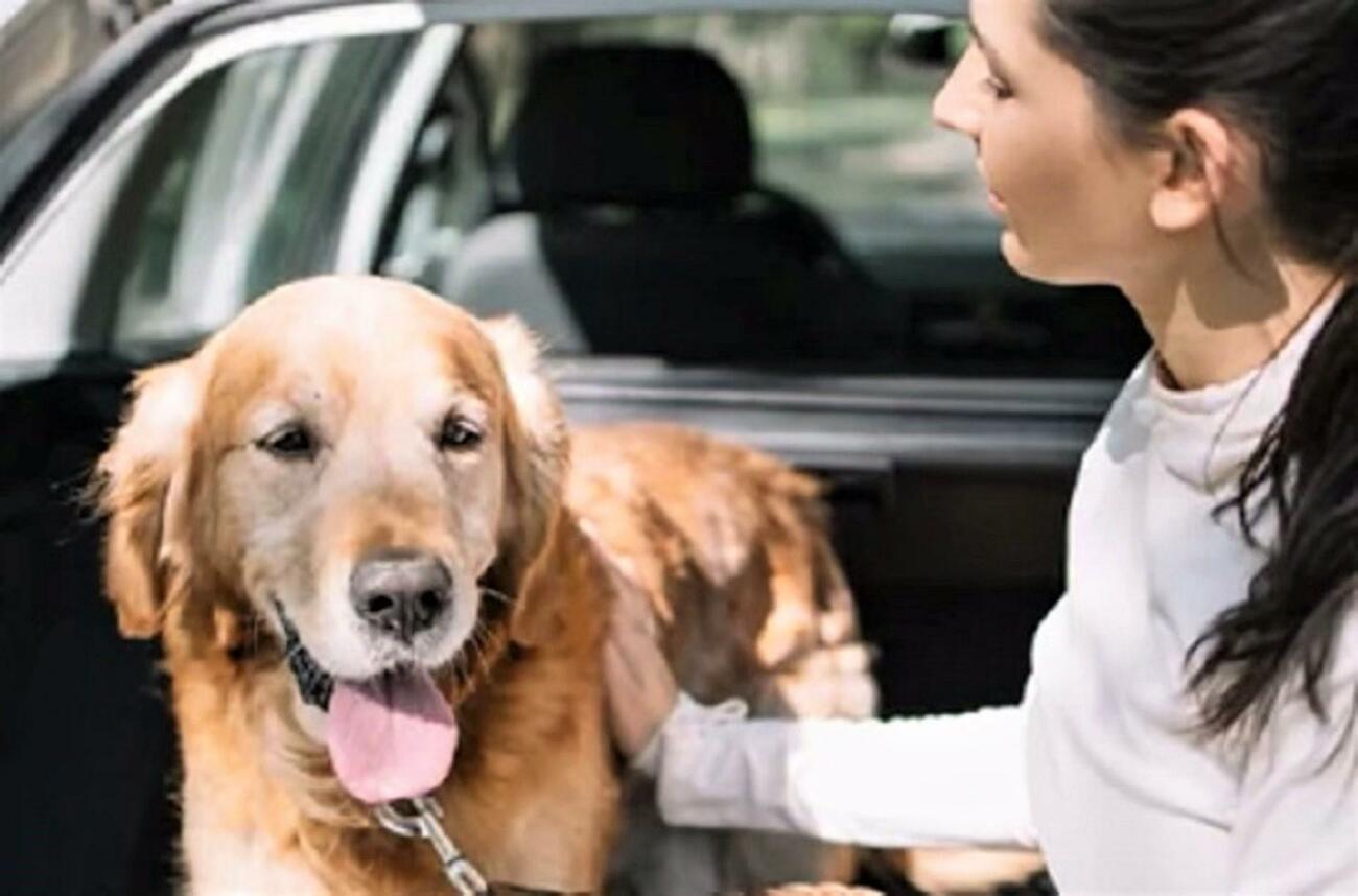 Un perro de viaje en un coche / RACE