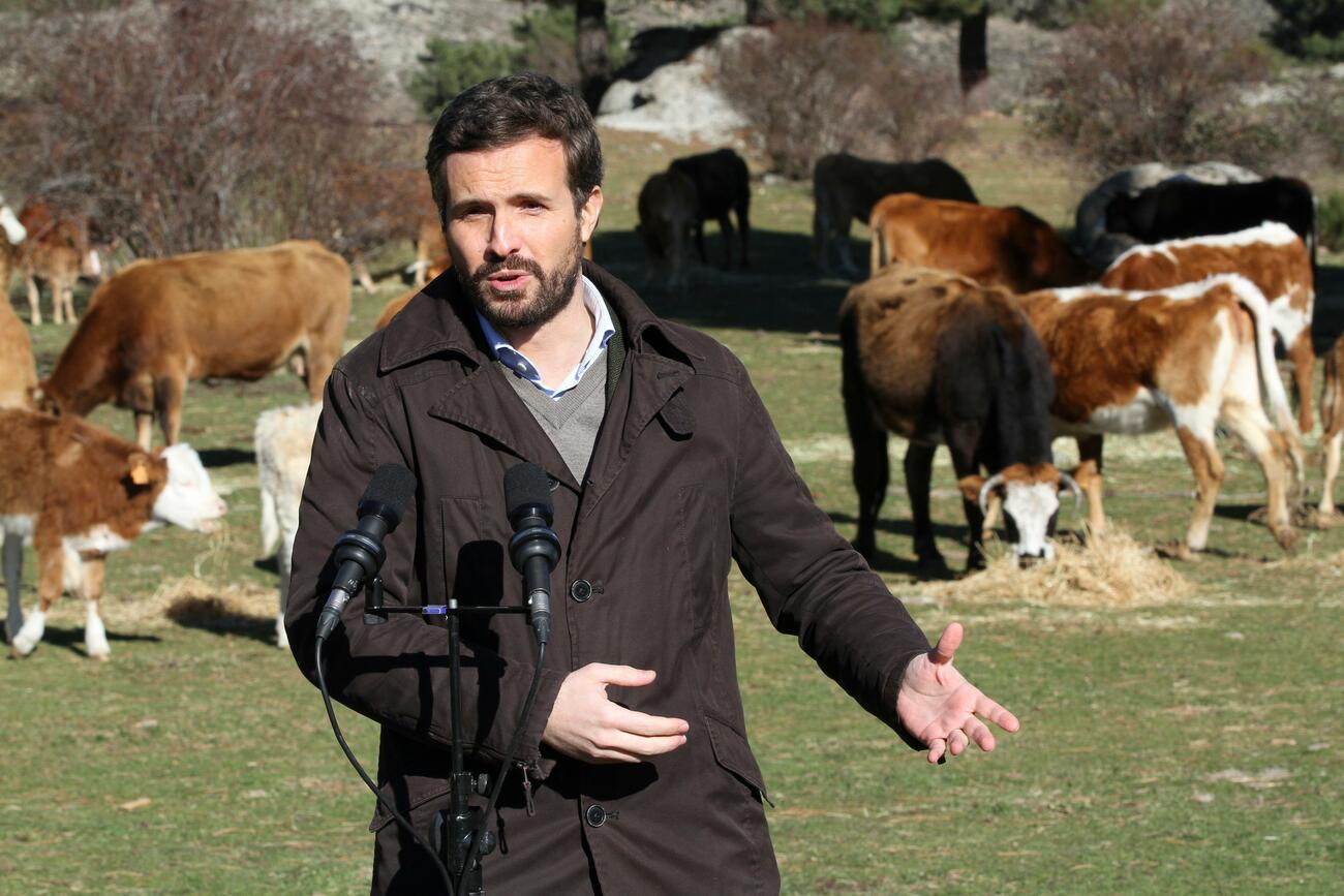 Pablo Casado en una granja de vacas / RAFAEL BASTANTE / EUROPA PRESS