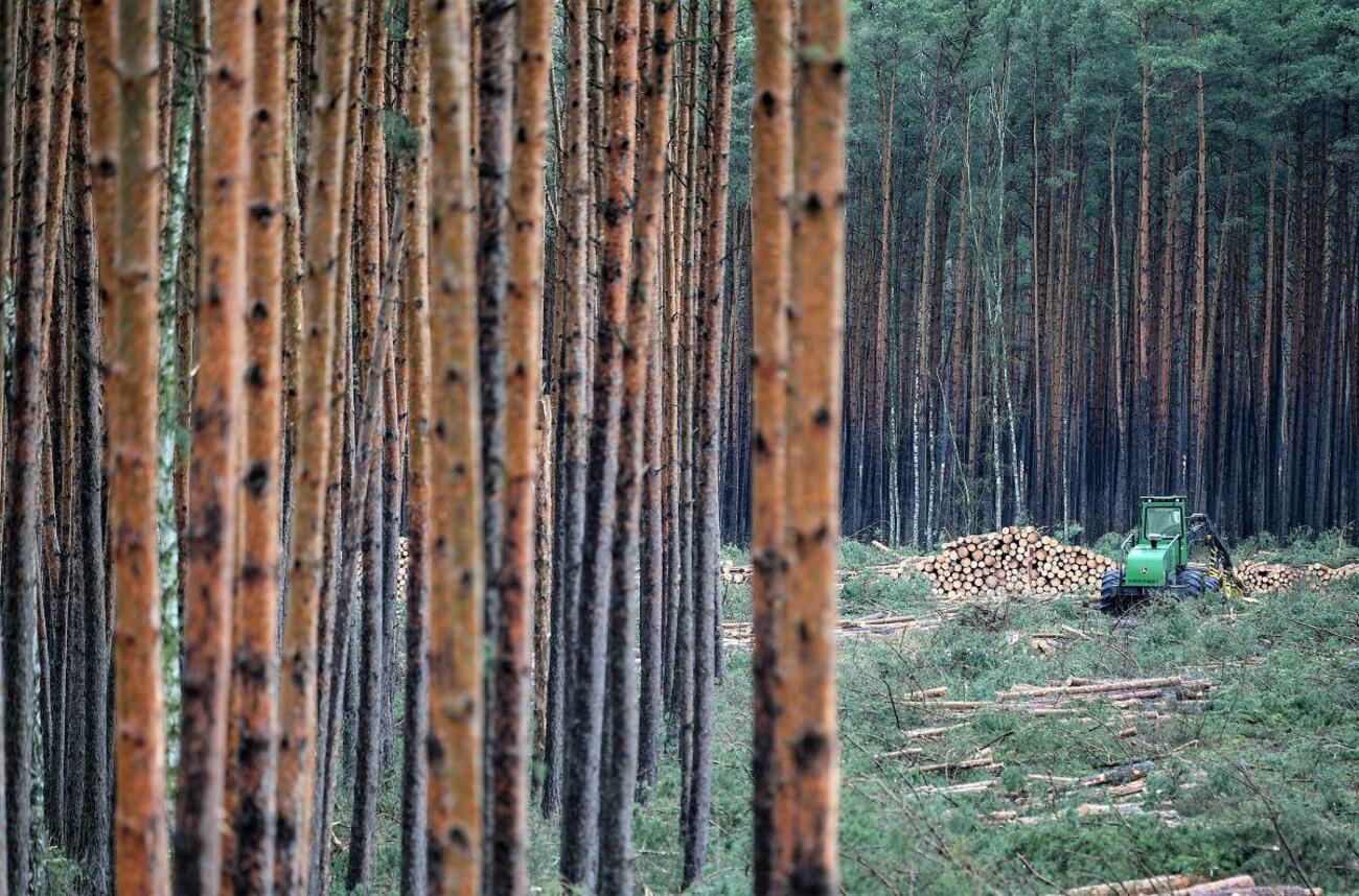 Tala del bosque cerca de Berlín donde se construye la fábrica de Tesla / BRITTA PEDERSEN / DPA